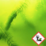 Засіб для боротьби з водоростями, що плавають (зелена кала) JBL AlgoPond GREEN 5l на 100 000 л., фото 3