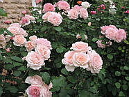 Саджанці троянди " Клер Ренессанс ", фото 3