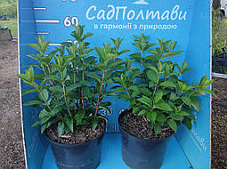 Гортензія волотиста Літл Спуки (Little Spooky) у конт.8л, фото 2