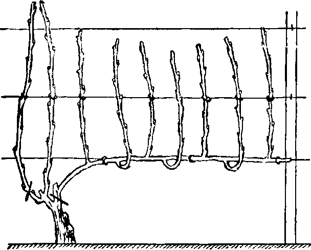 Как формировать куст винограда способом Гюйо