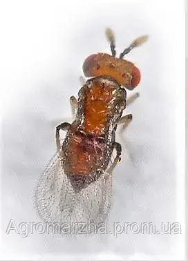 ТРІХОГРАММА с внесением агродрон (Trichogramma sp.)