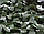 Маскова сітка двостінка, захисна, затінювальна 2 х 6 м зелена, фото 4
