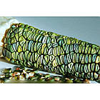 Насіння Кукурудза цукрова Зелений фургон (zip-paket) 10 г, фото 2