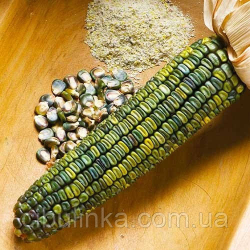 Насіння Кукурудза цукрова Зелений фургон (zip-paket) 10 г, фото 1