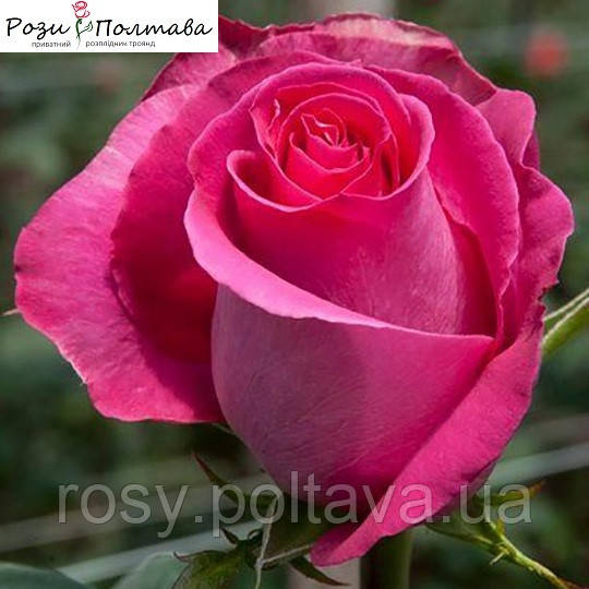 Топаз (Topaz), фото 1