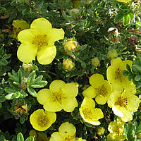 Лапчатка Satters Gold Potentilla 0,5 л