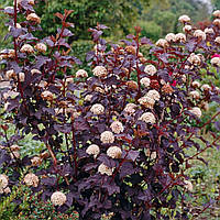 Пузыреплодник diabolo Physocarpus 0,5 л