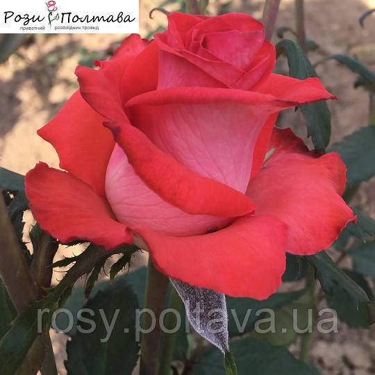 Рафаелла (Raffaella), фото 1