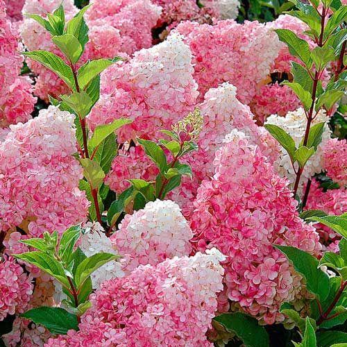 Гортензія метильчаста на штамбі Ваніла Фрайз (h 110-150cm), фото 1