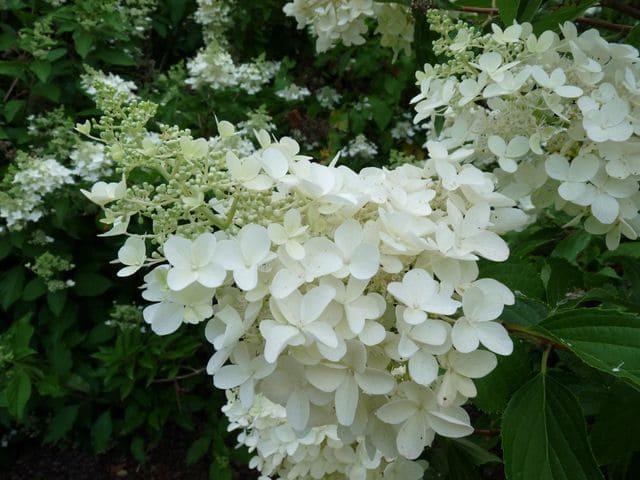 Гортензія волотиста на штамбі Доллі (h 110-130cm), фото 1