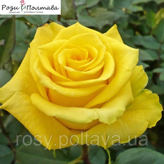 Ландора (Landora), фото 1