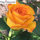 Керіо (Kern), фото 5