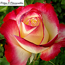 Дабл де Лайт (Double Delight), фото 3