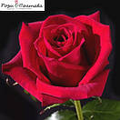 Черрі Лав (Cherry Love), фото 2