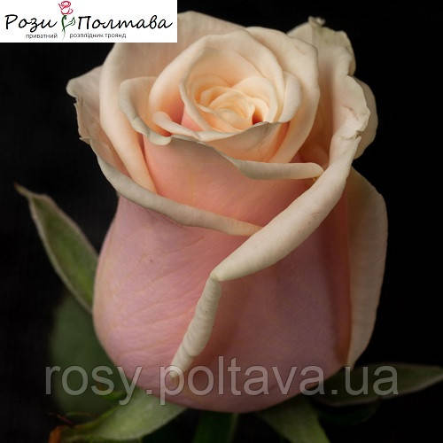 Талея (Talea), фото 1