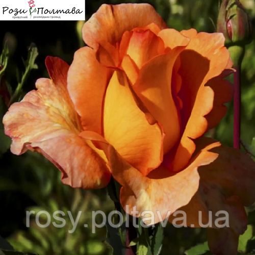 Луі Де Фюнес (Louis de Funes), фото 1