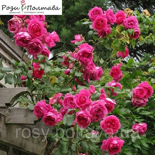 Парад (Parade), фото 1