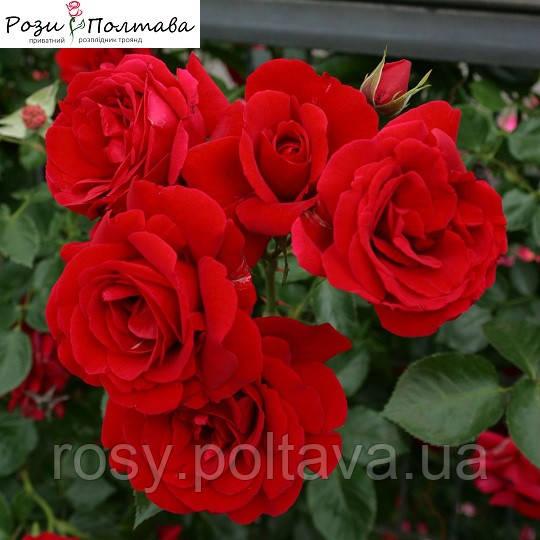 Сімпаті (Sympathie), фото 1