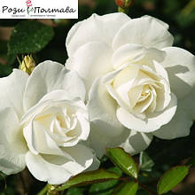 R91CP【Carola flower】 Carola Rose Plant -