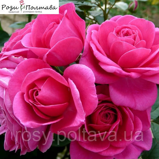 Леа Ренесанс (Lea Renaissance), фото 1