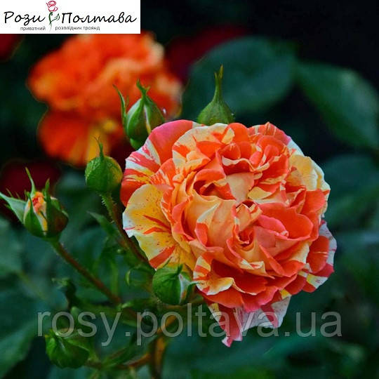 Оранж енд Лемон (Oranges 'n' Lemons), фото 1