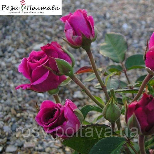 Карат (Karat), фото 1