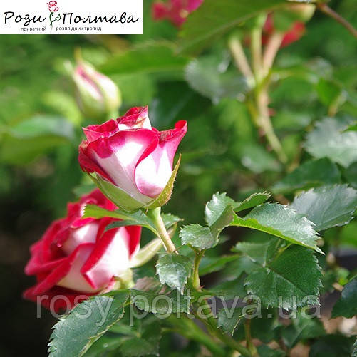 Мейді (Maidy), фото 1