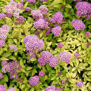 Саджанці Спіреї японської Сандроп (Spiraea japonica Sundrop) С3