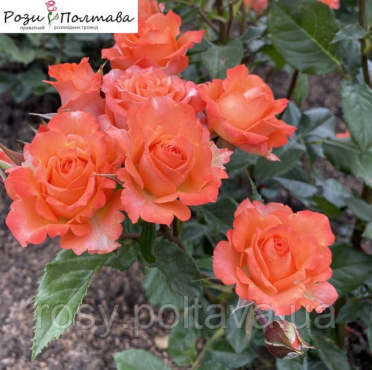 Аллегрия (Alegria), фото 1