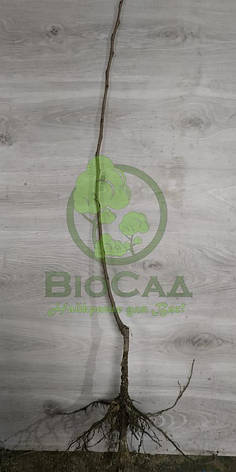Хурма Віргінська (Diospyros virginiana) (2 роки) Самоплідний сорт, фото 4