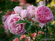 Саджанці троянди " Делія ", фото 2