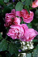 Саджанці троянди " Делія ", фото 3