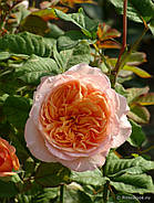 Саджанці троянди " Апрікот Сенсейшн ", фото 4