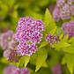 Спірея японська Сандроп Р9, фото 4