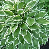 Хоста Альбомаргіната, Hosta undulata Albomarginata, фото 2
