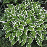 Хоста Альбомаргіната, Hosta undulata Albomarginata, фото 3
