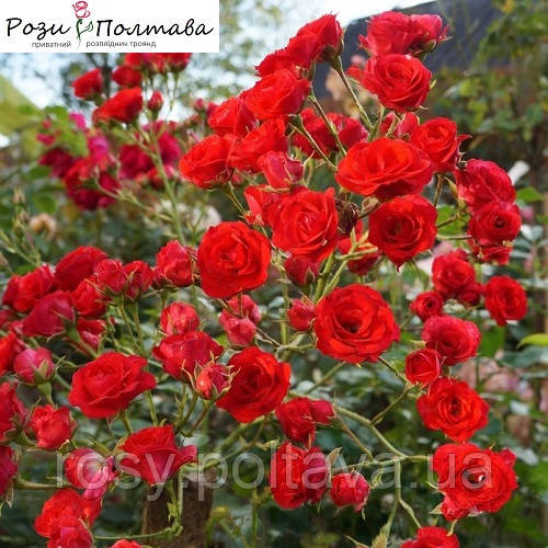 Есектің іші сыртқа айналды