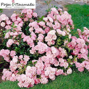 Фейрі (The Fairy)