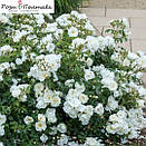 Вайт Мейділанд (White Meidiland), фото 4