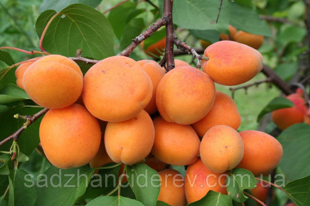 Саджанці абрикоса Харгранд (Хар Гранд, Hargrand)