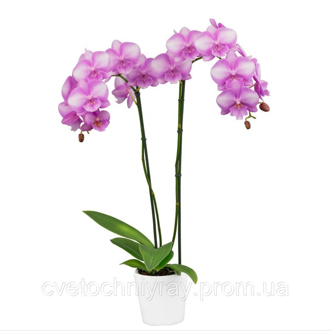 ❤富咲Jophiel♾️525✴︎888さま❤oils❤ ❤富咲Jophiel♾️525✴︎888さま❤oils❤ Phalaenopsis Yaphon