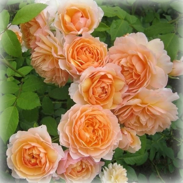 Троянда штамбова Каралуна (Karaluna), фото 1