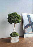 Еко-дерево МОХ 30 см, Топіарій зі стабілізованого моху в бетонному білому кашпо Т37, фото 5