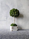 Еко-дерево МОХ 30 см, Топіарій зі стабілізованого моху в бетонному білому кашпо Т37, фото 2