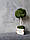 Еко-дерево МОХ 30 см, Топіарій  зі стабілізованого моху, в білому кашпо Т37, фото 3
