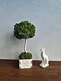 Еко-дерево МОХ 30 см, Топіарій зі стабілізованого моху в бетонному білому кашпо Т37, фото 7