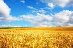 Насіння озимий трансгенний сорт пшениці Макіно, Канадська селекція, 25 кг