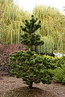 Сосна чорна "Орегон Грін". 
Pinus nigra "Oregon Green".