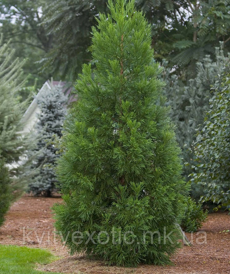 Криптомія японська "Kitayama".
Cryptomeria japonica "Kitayama".