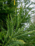 Криптомія японська "Kitayama".
Cryptomeria japonica "Kitayama"., фото 3